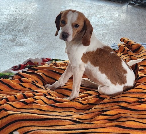 Nutmeg, an adoptable Beagle in Hartville, WY, 82215 | Photo Image 1