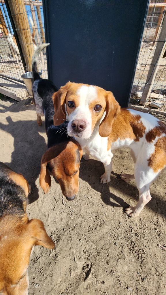 Nutmeg, an adoptable Beagle in Hartville, WY, 82215 | Photo Image 3