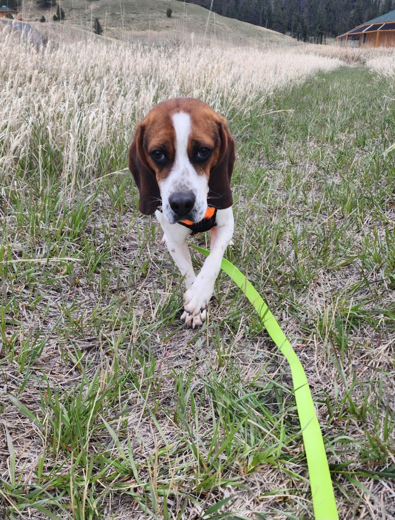 Chicory, an adoptable Beagle in Hartville, WY, 82215 | Photo Image 3