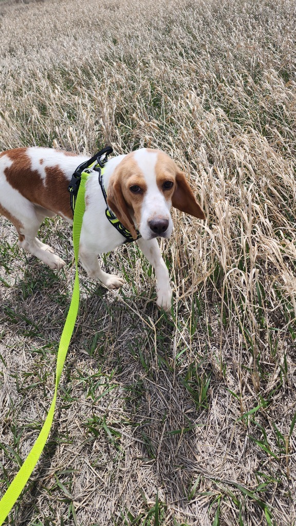 Coriander, an adoptable Beagle in Hartville, WY, 82215 | Photo Image 2