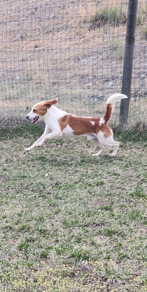 Coriander, an adoptable Beagle in Hartville, WY, 82215 | Photo Image 3