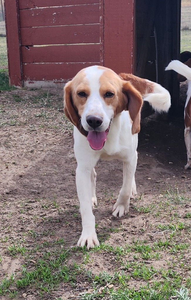 Coriander, an adoptable Beagle in Hartville, WY, 82215 | Photo Image 4