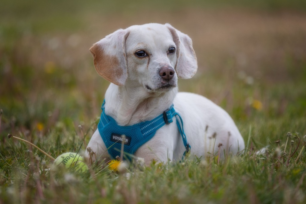 Anise, an adoptable Beagle in Hartville, WY, 82215 | Photo Image 1