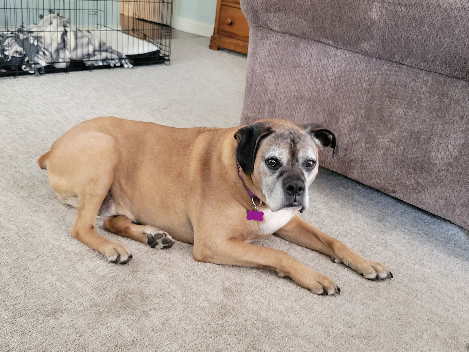 Boris, an adoptable Boxer in Owatonna, MN, 55060 | Photo Image 1