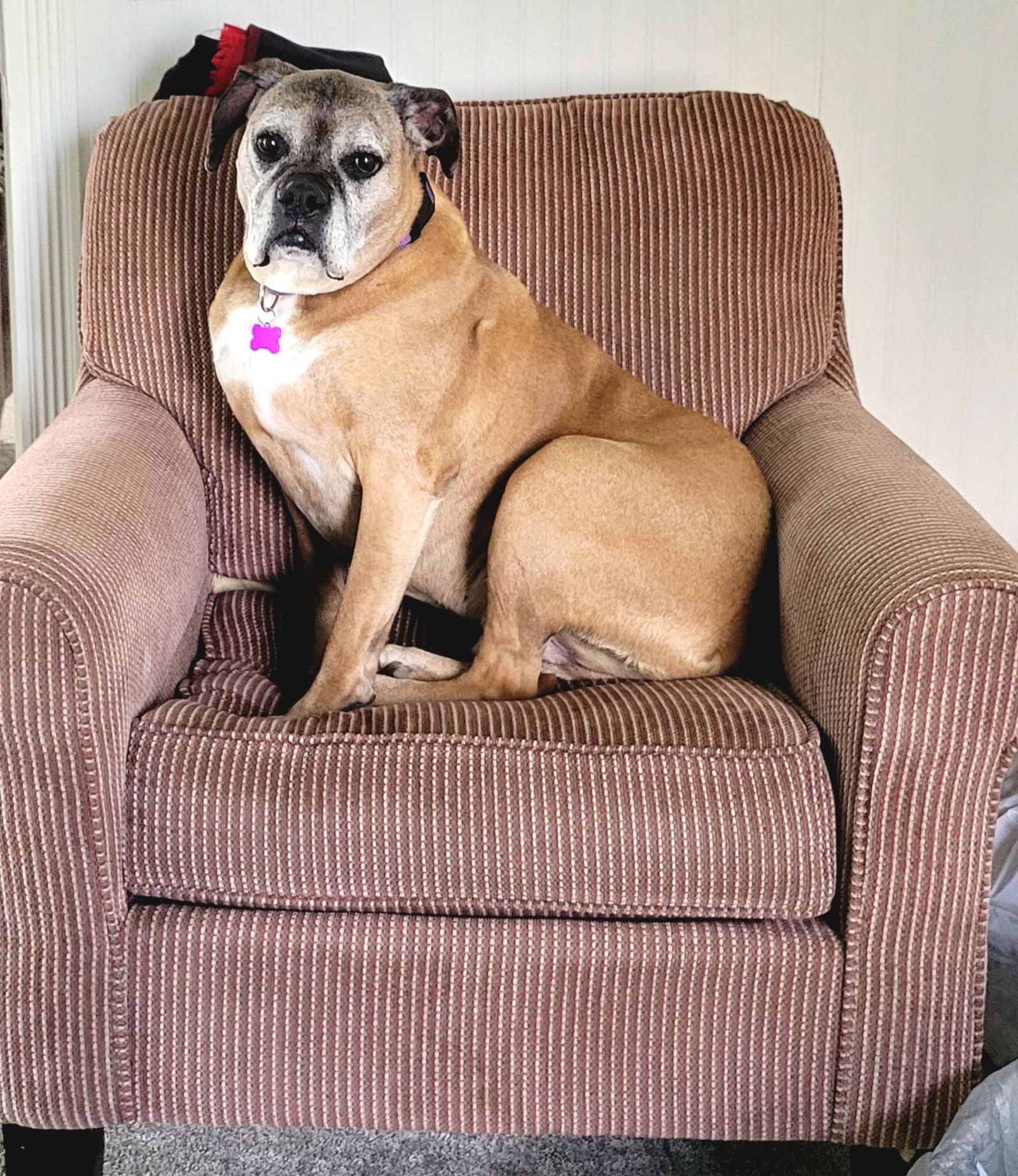 Boris, an adoptable Boxer in Owatonna, MN, 55060 | Photo Image 2