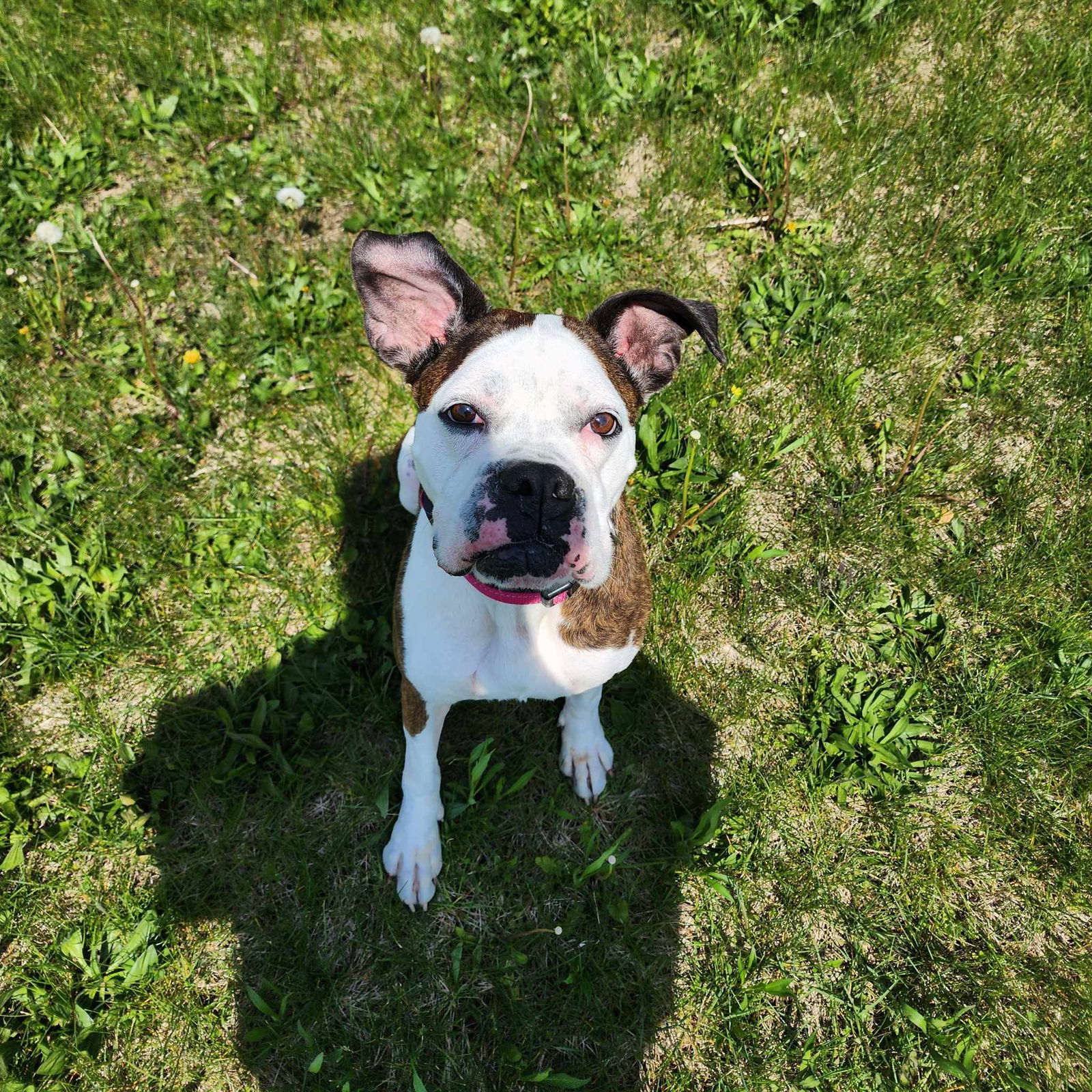 Maribel, an adoptable Boxer in Owatonna, MN, 55060 | Photo Image 1