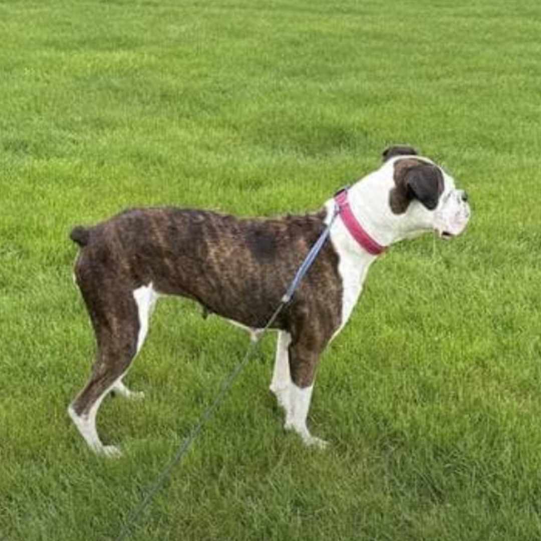 Maribel, an adoptable Boxer in Owatonna, MN, 55060 | Photo Image 2