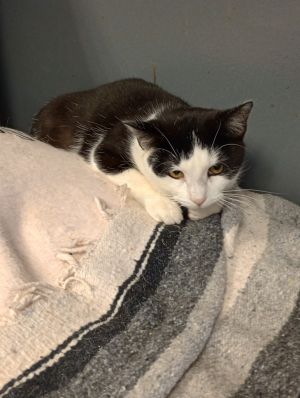 Lula, Young Female Domestic Short Hair