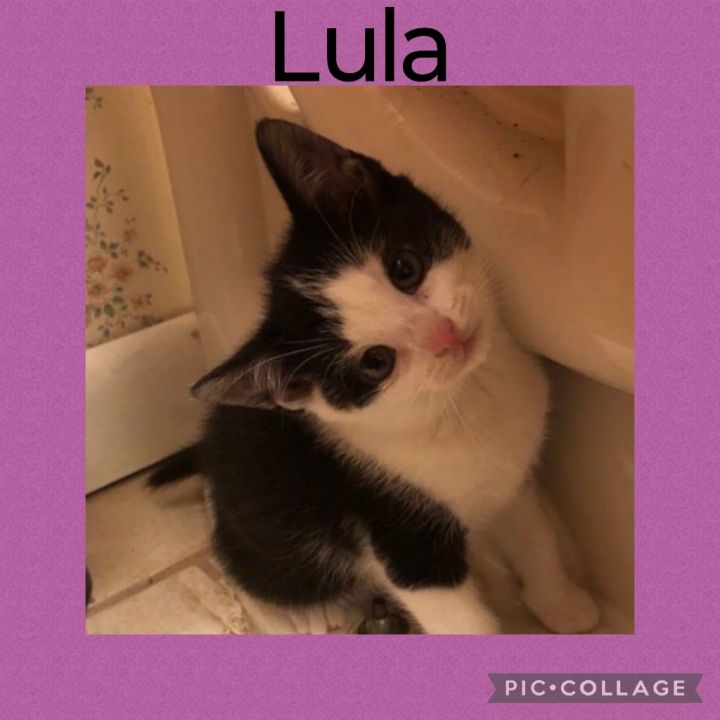 Lula 3