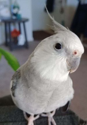 Bobo