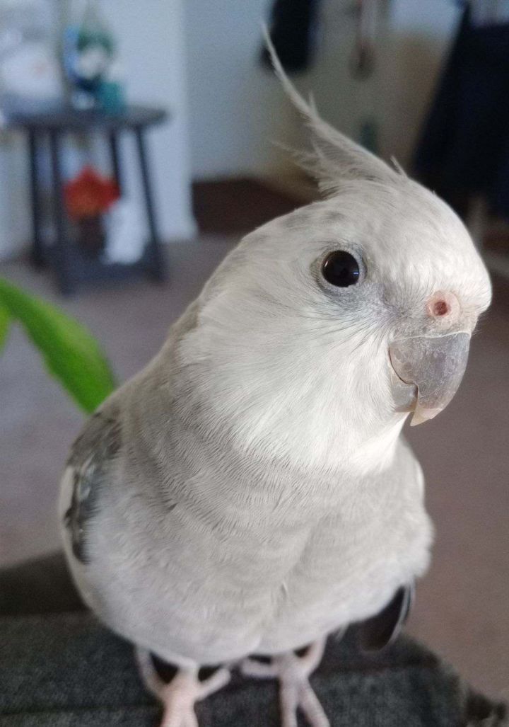 Bobo 1