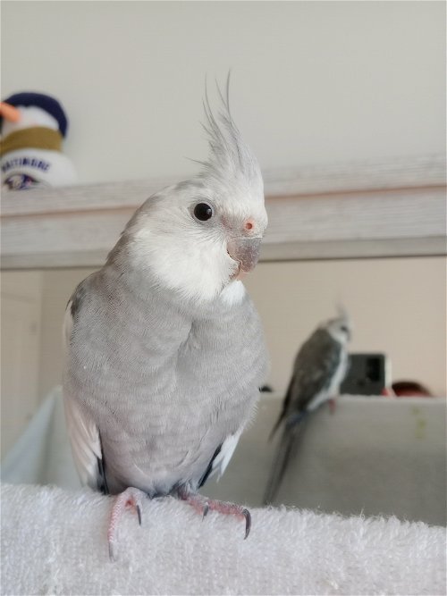 Bobo 2