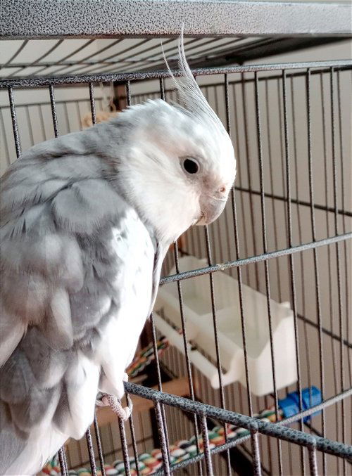 Bobo 3