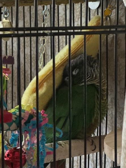 Wally 2