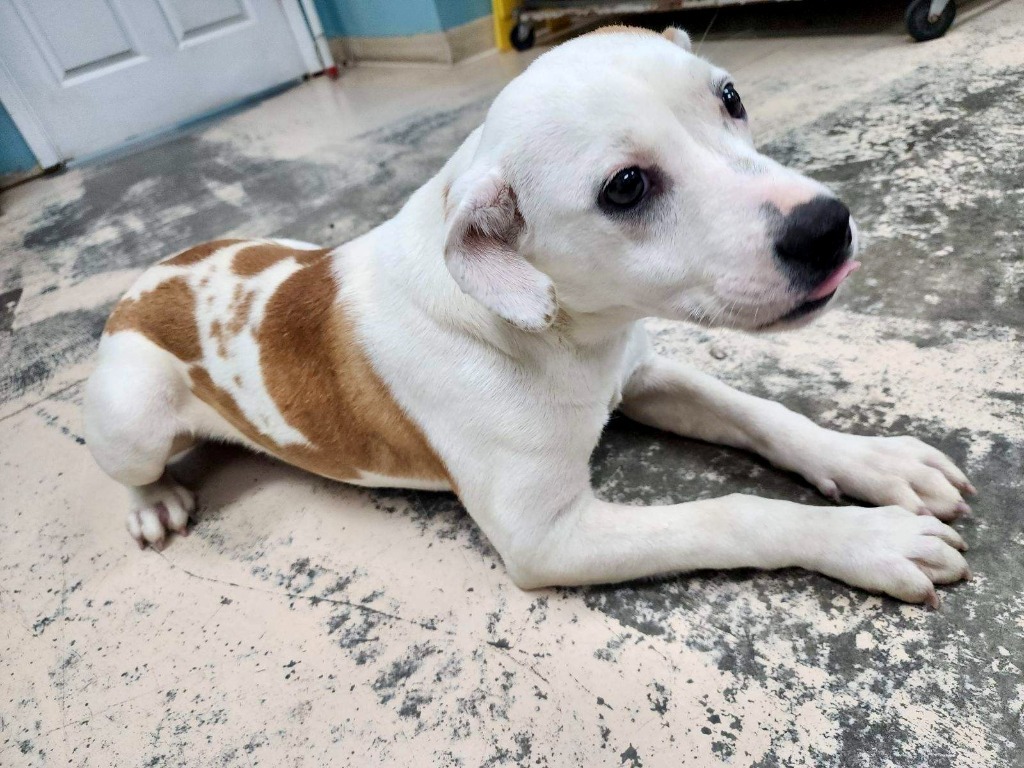 Elsie