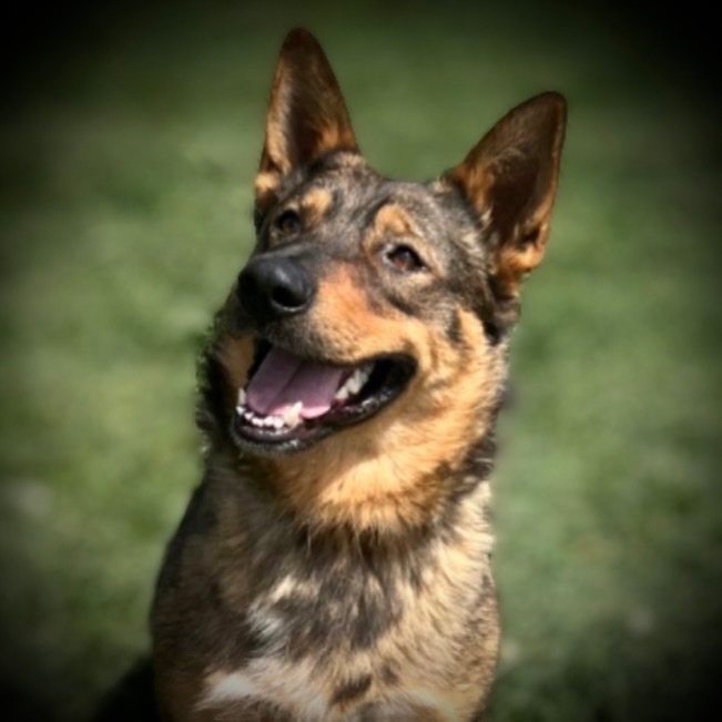 Rip, an adoptable Australian Cattle Dog / Blue Heeler, German Shepherd Dog in Pittsfield, IL, 62363 | Photo Image 1