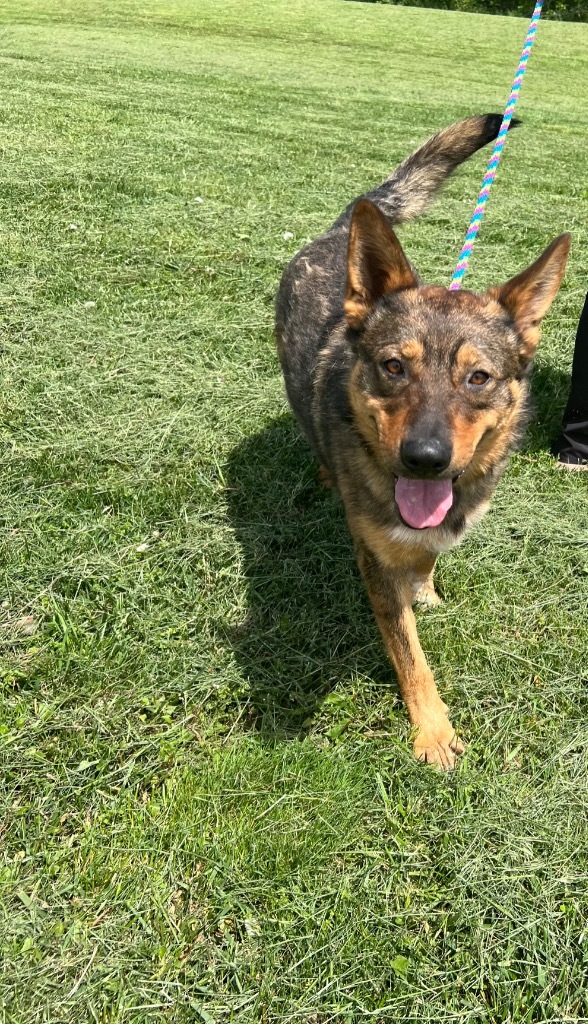 Rip, an adoptable Australian Cattle Dog / Blue Heeler, German Shepherd Dog in Pittsfield, IL, 62363 | Photo Image 2