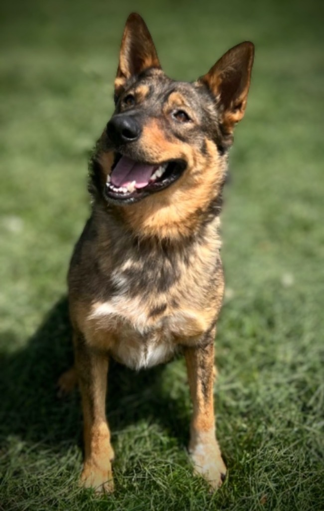 Rip, an adoptable Australian Cattle Dog / Blue Heeler, German Shepherd Dog in Pittsfield, IL, 62363 | Photo Image 3