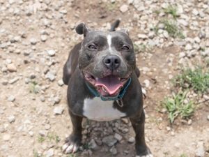 Laila, Adult Female Pit Bull Terrier
