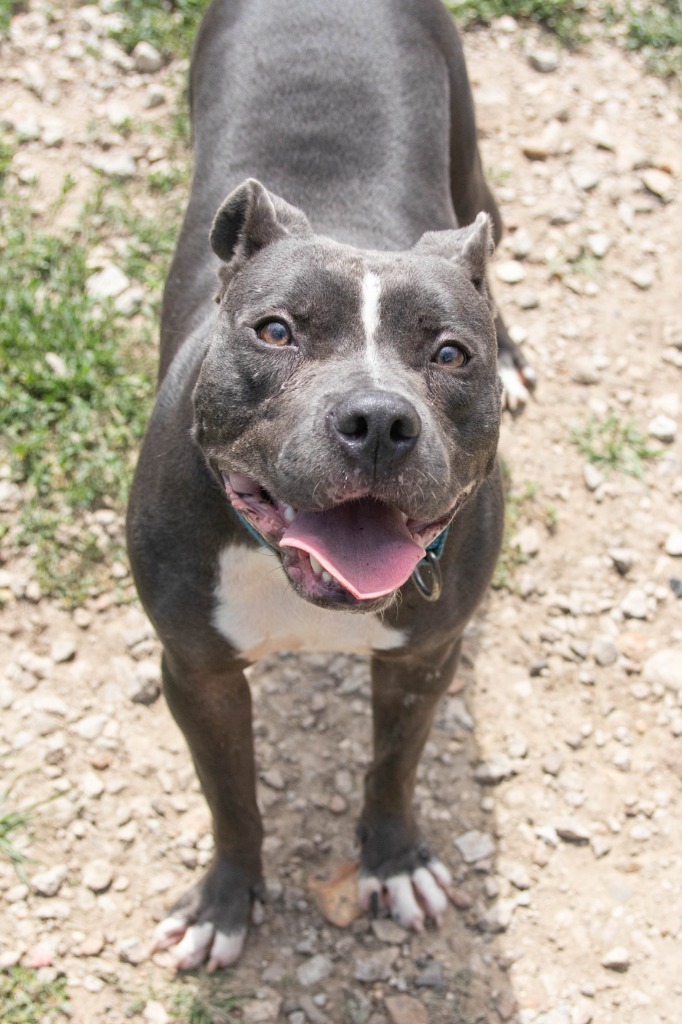 Laila, an adoptable Pit Bull Terrier in Lansing, KS, 66043 | Photo Image 2