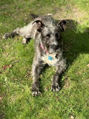 Luna is a 6-yearr-old 30-pound female schnauzer mix from Tijuana She has adjusted very well during