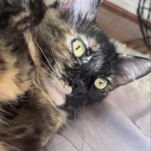 May we introduce MJ MJ is an adorable 2 year old Tortoiseshell kitty discovered at the local shelt