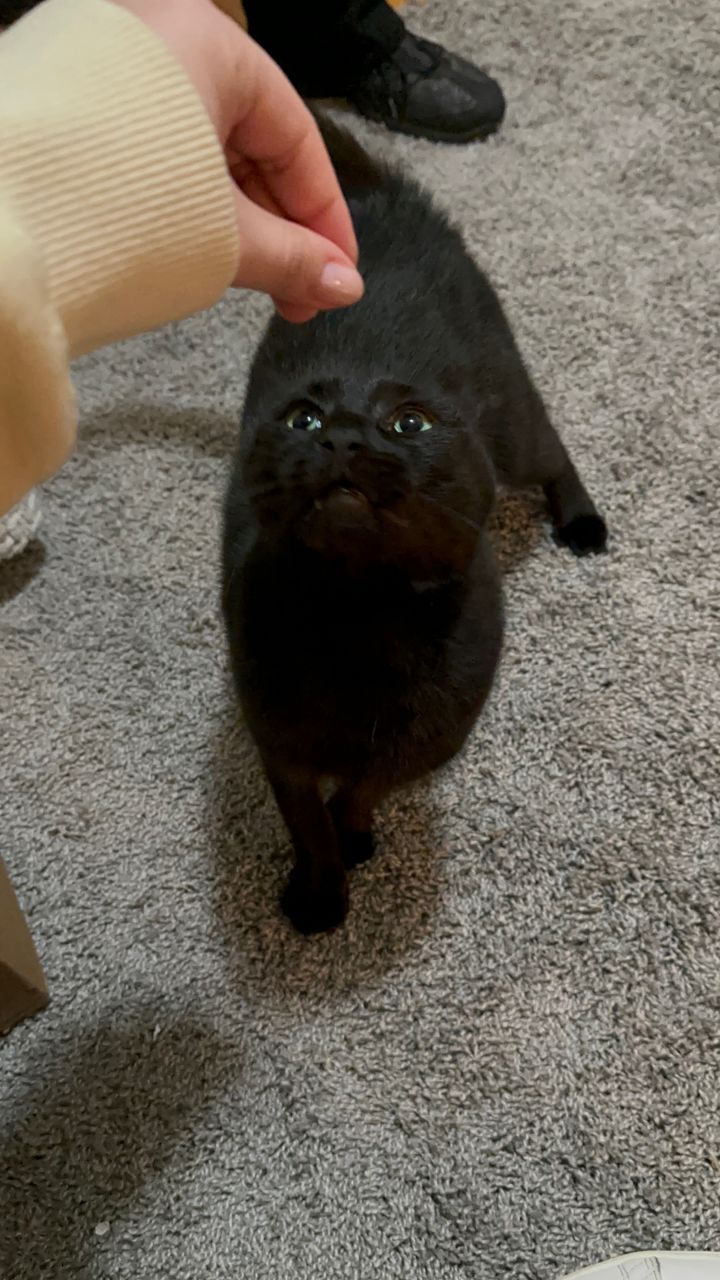 Ozzie 5