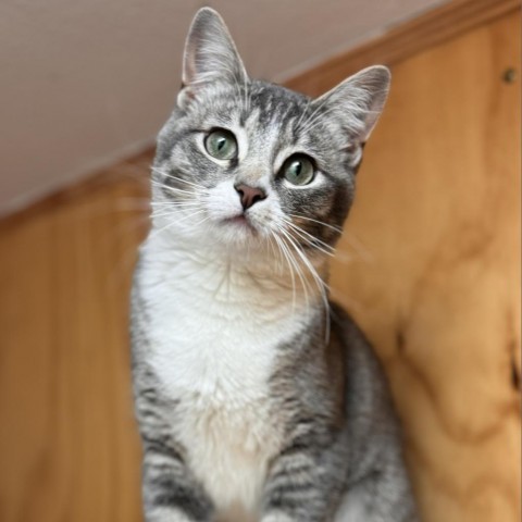 Wicket, an adoptable Domestic Short Hair in Lander, WY, 82520 | Photo Image 1