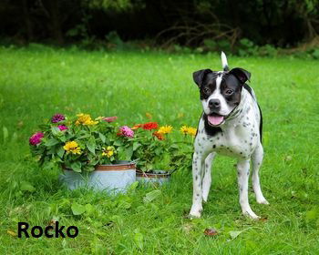 Rocko