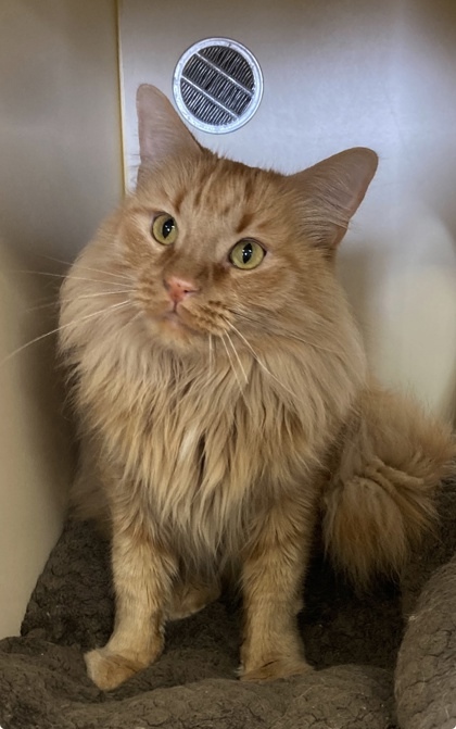 Tucker, an adoptable Ragamuffin, Domestic Short Hair in Picayune, MS, 39466 | Photo Image 1