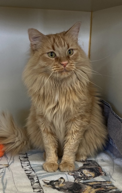 Tucker, an adoptable Ragamuffin, Domestic Short Hair in Picayune, MS, 39466 | Photo Image 2