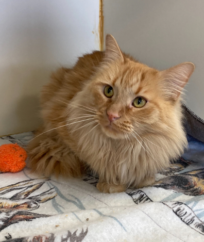 Tucker, an adoptable Ragamuffin, Domestic Short Hair in Picayune, MS, 39466 | Photo Image 3