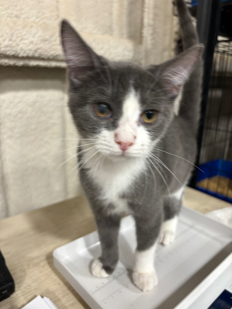 Austin, an adoptable Domestic Short Hair in Corpus Christi, TX, 78415 | Photo Image 1