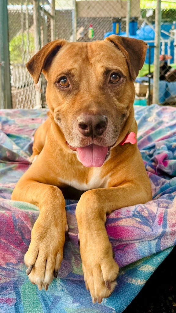 Canelo, an adoptable Mixed Breed in San Juan de Abajo, NAY, 63732 | Photo Image 1