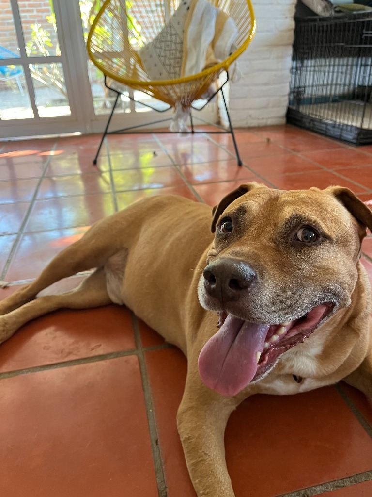 Canelo, an adoptable Mixed Breed in San Juan de Abajo, NAY, 63732 | Photo Image 1