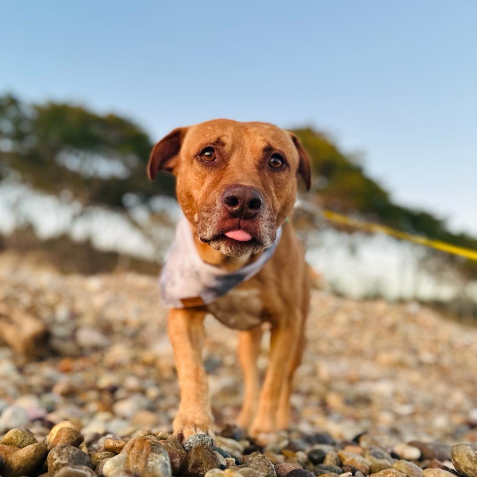 Canelo, an adoptable Mixed Breed in San Juan de Abajo, NAY, 63732 | Photo Image 2