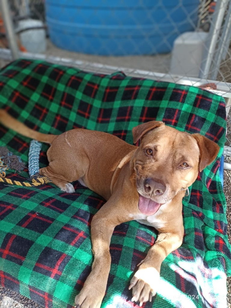 Canelo, an adoptable Mixed Breed in San Juan de Abajo, NAY, 63732 | Photo Image 3