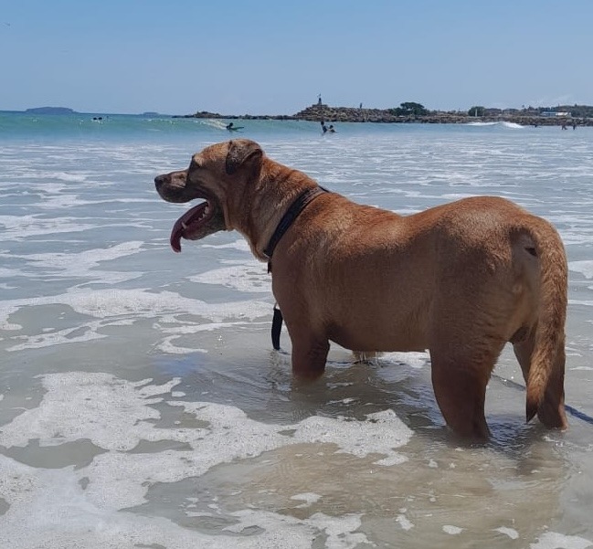 Canelo, an adoptable Mixed Breed in San Juan de Abajo, NAY, 63732 | Photo Image 3