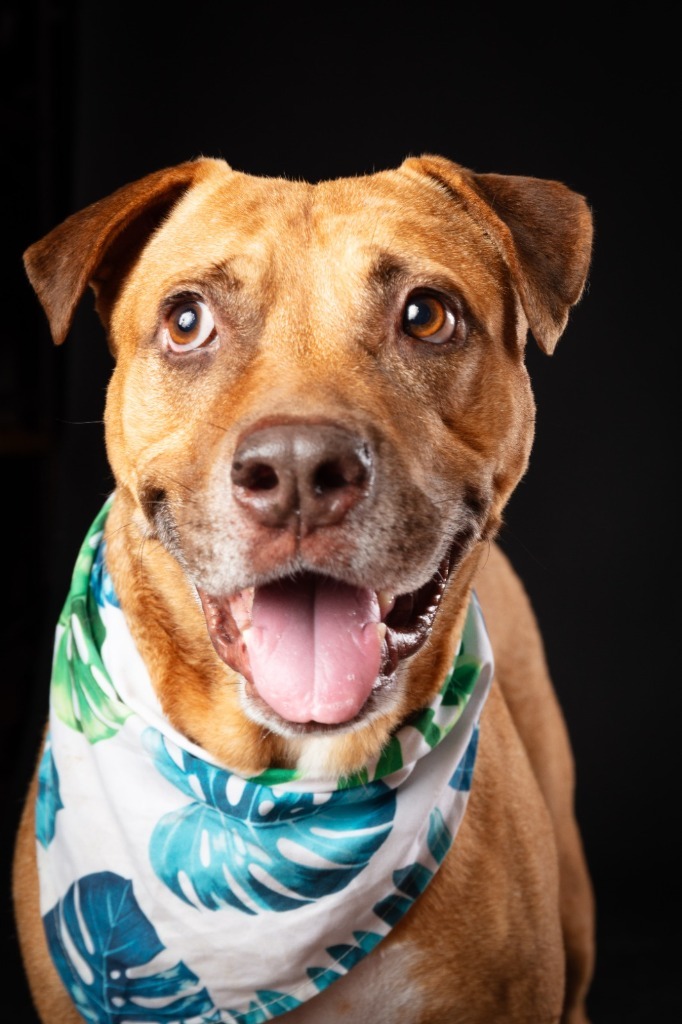 Canelo, an adoptable Mixed Breed in San Juan de Abajo, NAY, 63732 | Photo Image 4