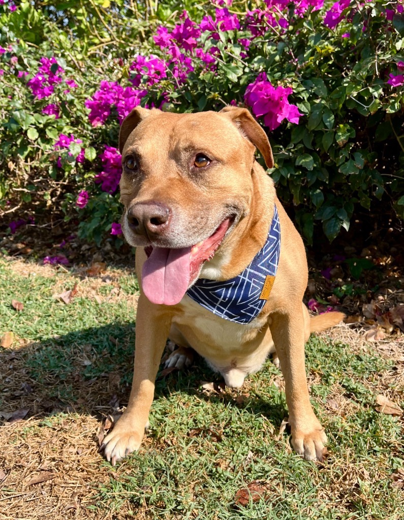 Canelo, an adoptable Mixed Breed in San Juan de Abajo, NAY, 63732 | Photo Image 4