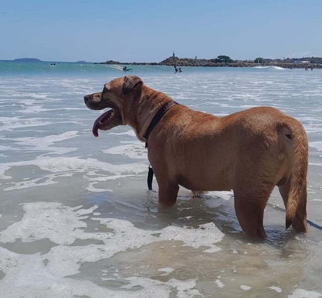 Canelo, an adoptable Mixed Breed in San Juan de Abajo, NAY, 63732 | Photo Image 5