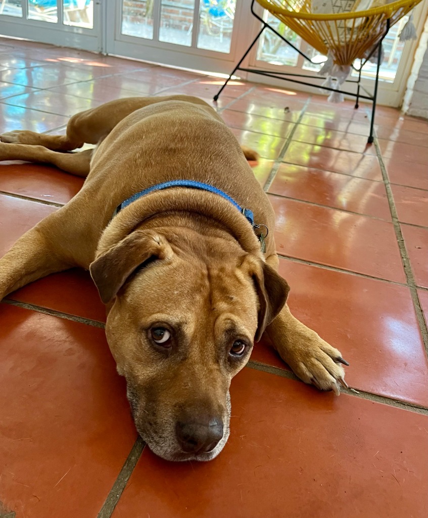 Canelo, an adoptable Mixed Breed in San Juan de Abajo, NAY, 63732 | Photo Image 5