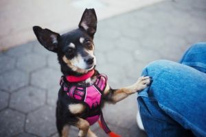 Nena is a 4-6 year-old 12-pound female chihuahua mix from Tijuana Nena is a sweet affectionate a