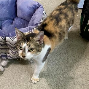 Patches is a very loving cat who likes to be the center of attention She loves to be petted She