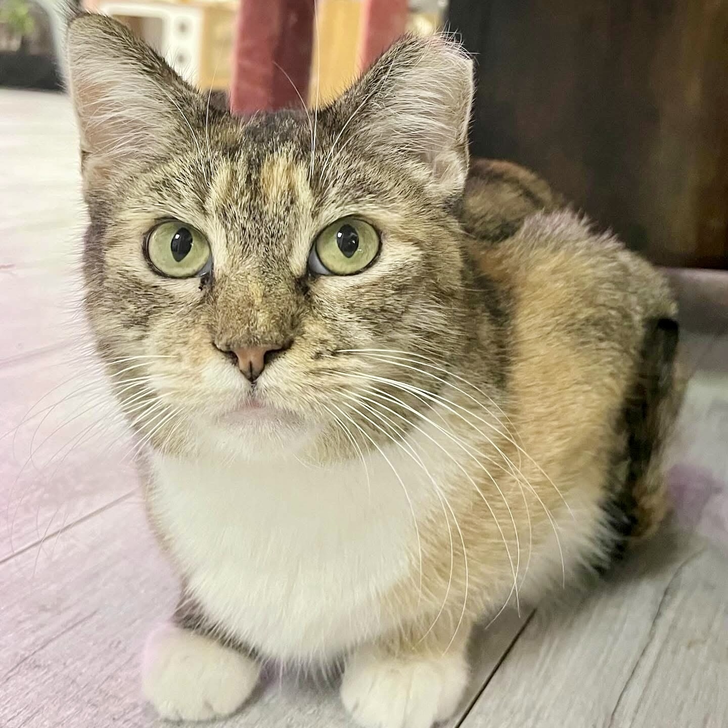 Demeter, an adoptable Torbie, Domestic Short Hair in Knoxville, TN, 37930 | Photo Image 1