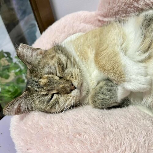 Demeter, an adoptable Torbie, Domestic Short Hair in Knoxville, TN, 37930 | Photo Image 2