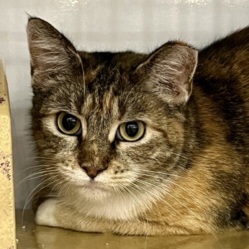 Demeter, an adoptable Torbie, Domestic Short Hair in Knoxville, TN, 37930 | Photo Image 3