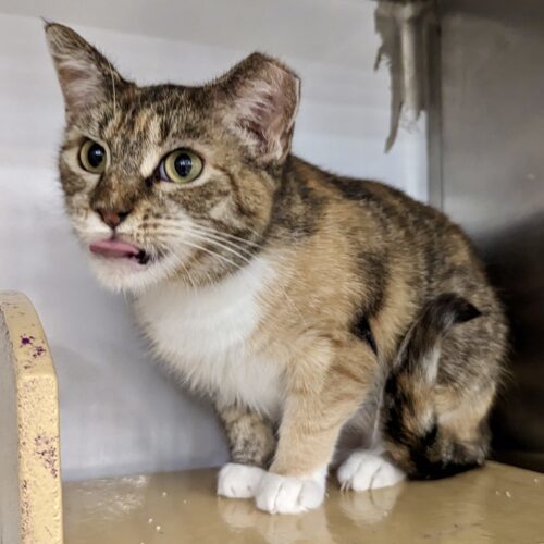 Demeter, an adoptable Torbie, Domestic Short Hair in Knoxville, TN, 37930 | Photo Image 4