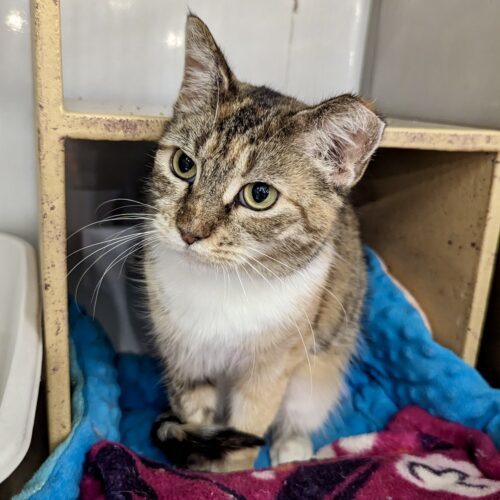Demeter, an adoptable Torbie, Domestic Short Hair in Knoxville, TN, 37930 | Photo Image 5