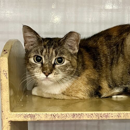 Demeter, an adoptable Torbie, Domestic Short Hair in Knoxville, TN, 37930 | Photo Image 6